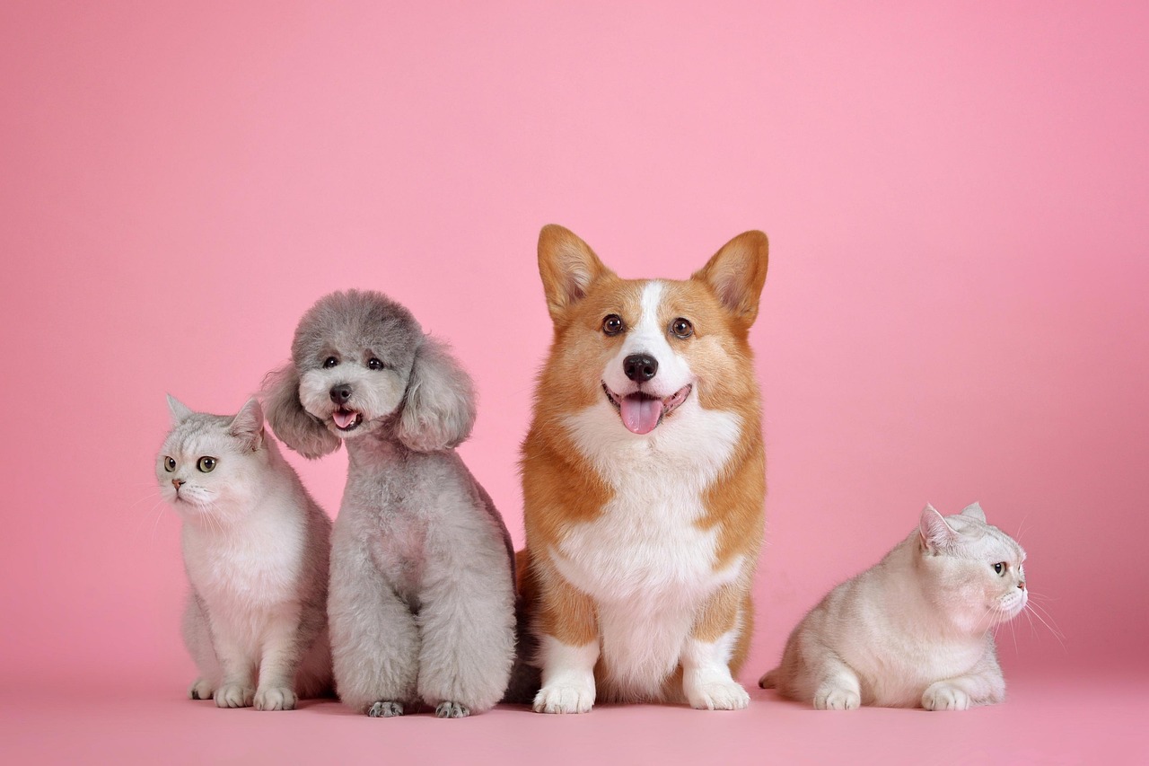 Pets background
